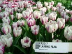 [Flaming Flag 2007_0326Image0035.JPG]